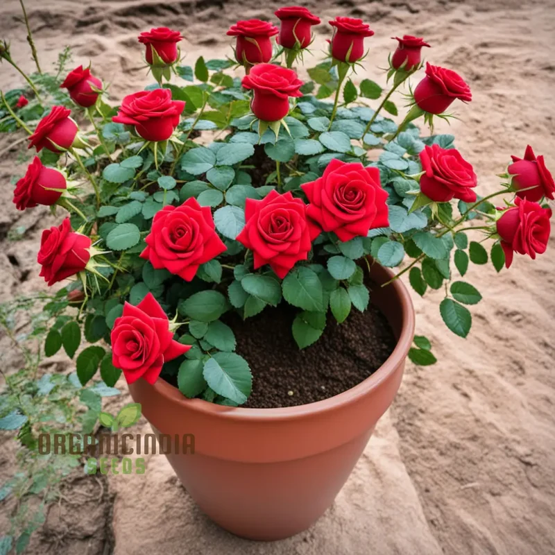 Premium Red Rose Flower Seeds - Grow Your Own Stunning Roses at Home with These High-Quality Flower Seeds for Planting and Gardening