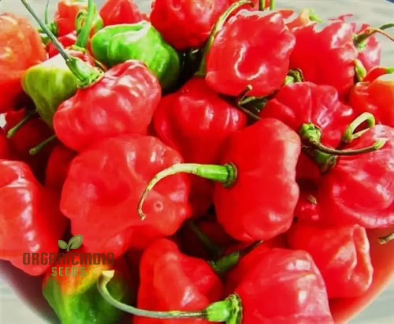 Aji Cubano Dulce Cachucha Pepper Seeds 60pcs Buy Cubano Dulce Cachucha Pepper Seeds