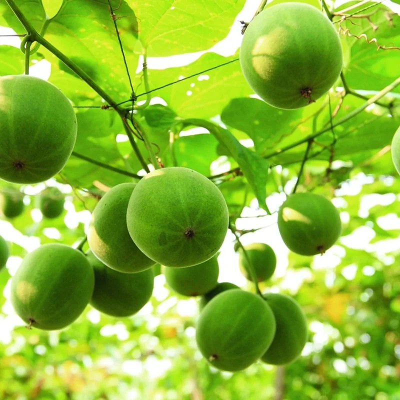 Monk fruit (Luo Han Guo) Seeds For Planting - Cultivate Your Own Exotic Fruit Garden