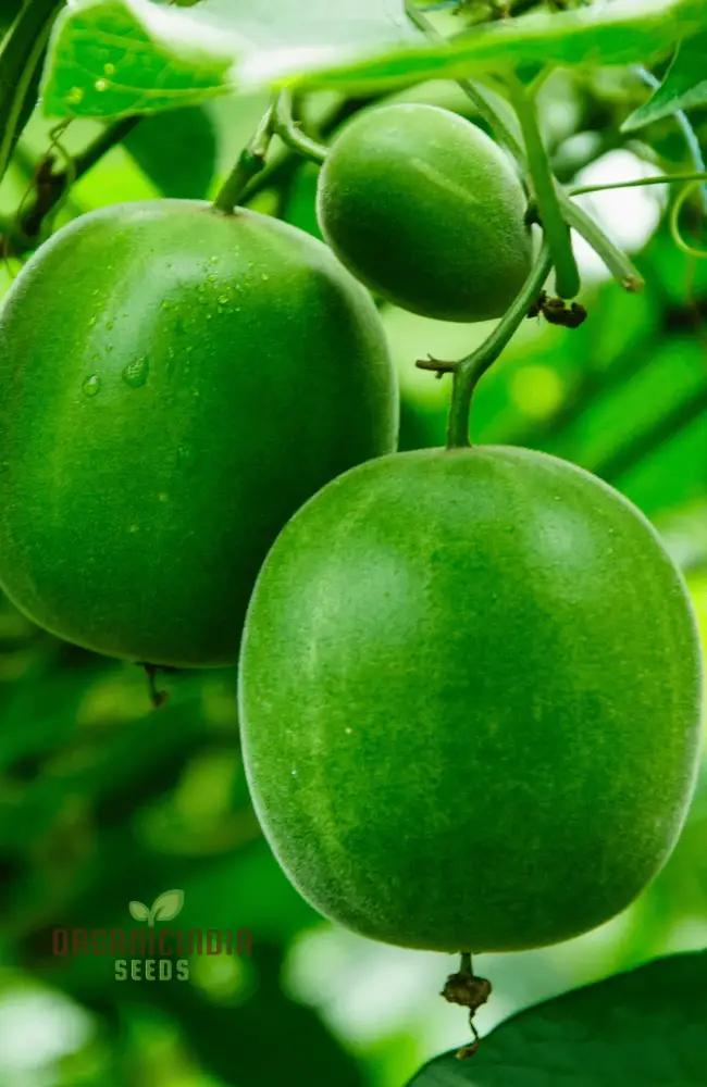 Monk fruit (Luo Han Guo) Seeds For Planting - Cultivate Your Own Exotic Fruit Garden