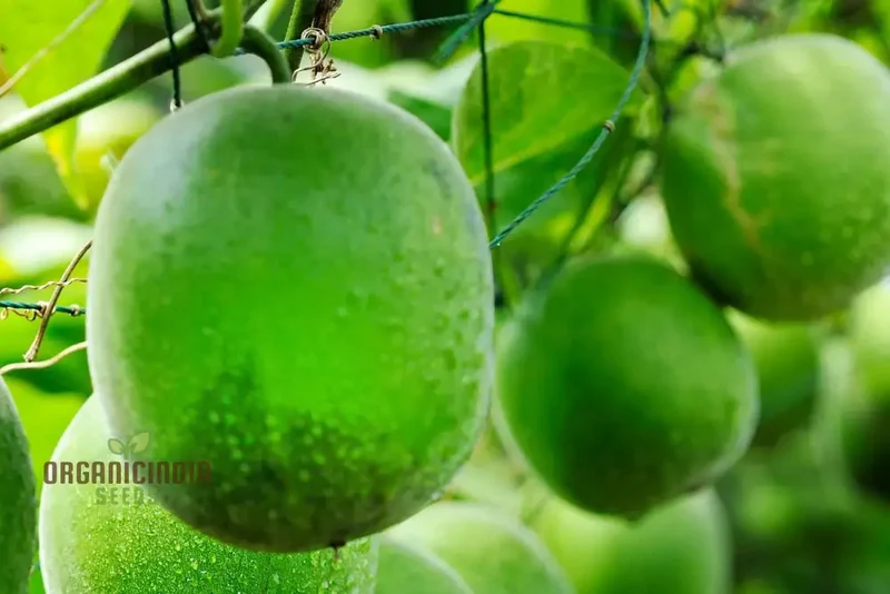 Monk fruit (Luo Han Guo) Seeds For Planting - Cultivate Your Own Exotic Fruit Garden