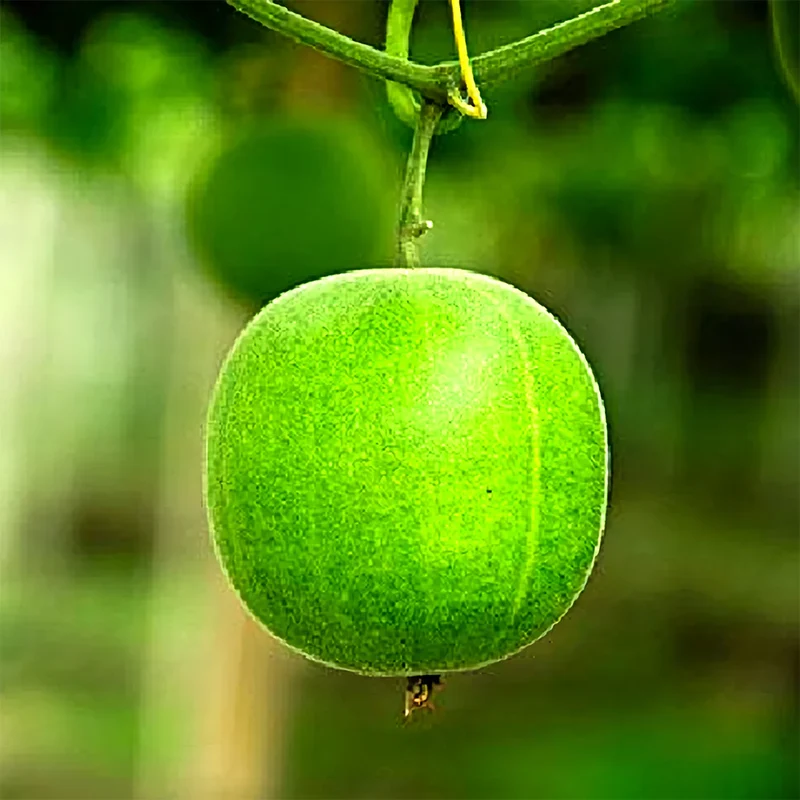 Monk fruit (Luo Han Guo) Seeds For Planting - Cultivate Your Own Exotic Fruit Garden