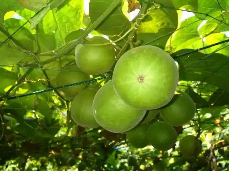 Monk fruit (Luo Han Guo) Seeds For Planting - Cultivate Your Own Exotic Fruit Garden