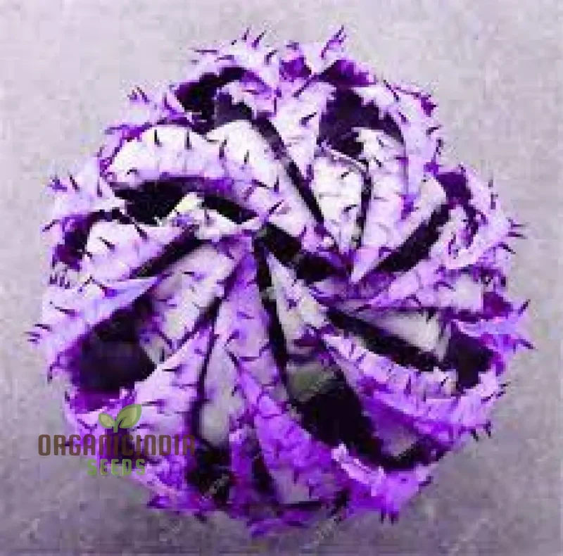 Authentic Ruby Roman Grape Seeds 10 Ruby Roman Grape Seeds Pack