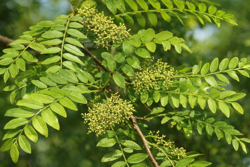 Gleditsia triacanthos var. inermis ‘Imperial’