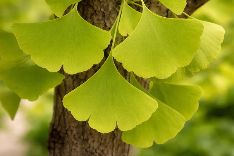 Ginkgo biloba ‘Autumn Gold’
