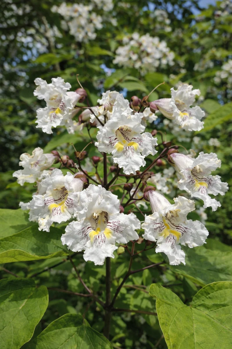 Catalpa speciosa