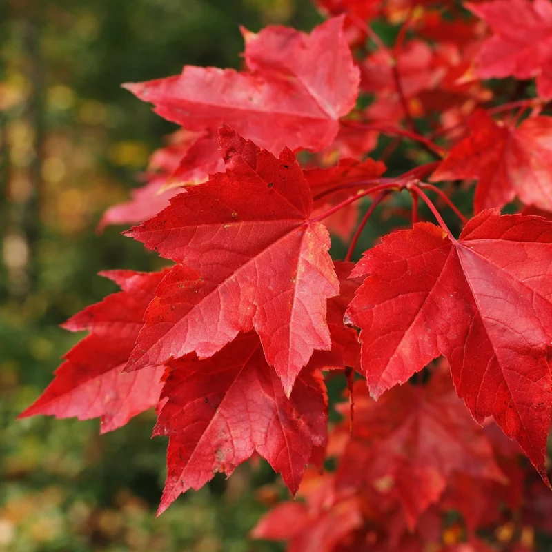 Acer rubrum ‘Morgan’