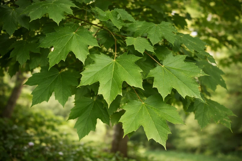 Acer miyabei ‘Morton’