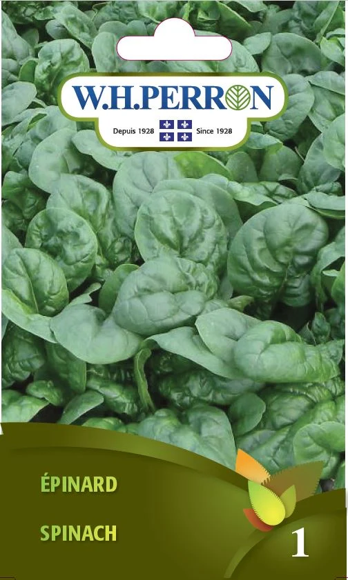 Épinard F1 ( Spinacia oleracea )