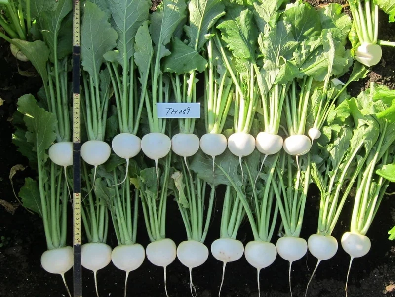 Navet japonais F1 ( Brassica rapa var. rapa ‘Bella Luna’)