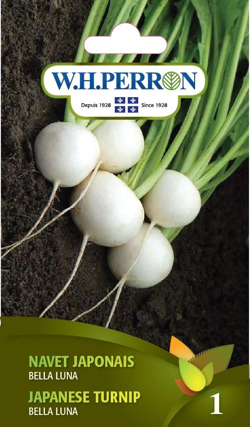 Navet japonais F1 ( Brassica rapa var. rapa ‘Bella Luna’)