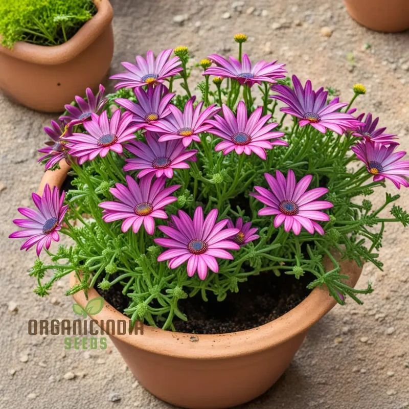 Mixed Ecklonis Osteospermum Seeds - Daisy-Like Blooms for Your Garden, High-Quality Flower Seeds for Planting and Gardening