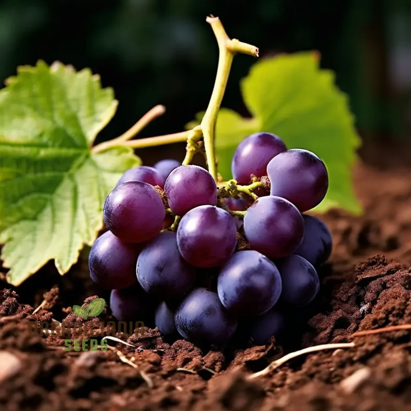 Ruby Roman Grape Seeds for Planting, Cultivate Authentic Grape Seeds in Your Garden