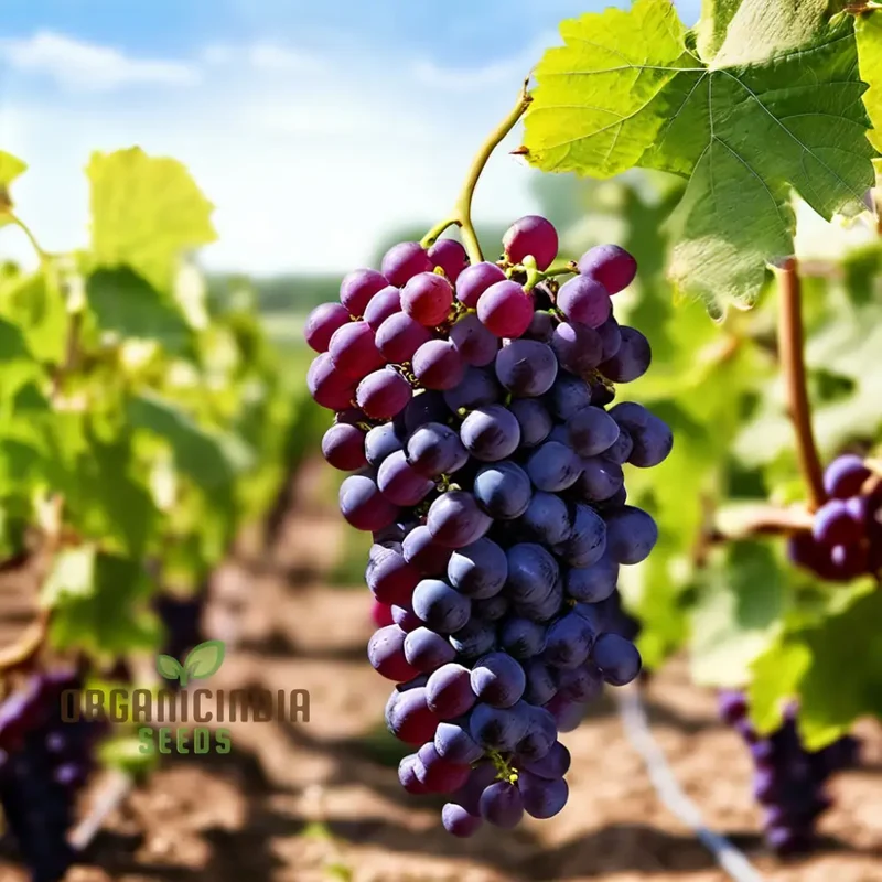 Ruby Roman Grape Seeds for Planting, Cultivate Authentic Grape Seeds in Your Garden