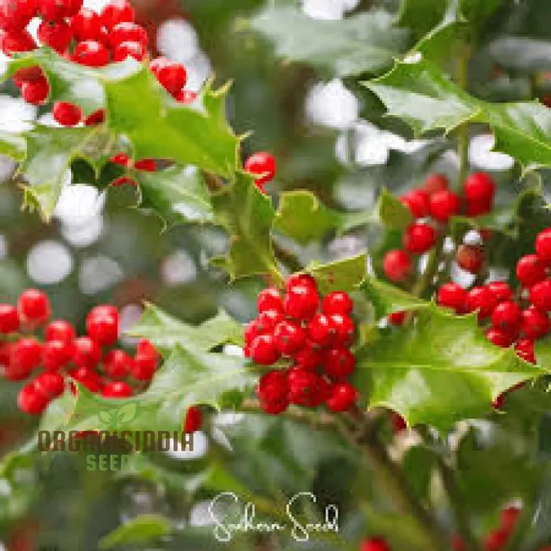 Red Ilex opaca Seeds, Where to Buy Red Ilex opaca Seeds, American Holly Seeds, Holly Tree Seeds
