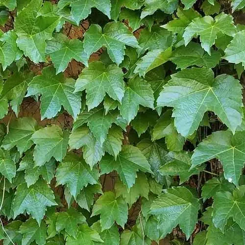 Green Boston Ivy Seeds – Fast-Growing Climbing Vine for Walls, Fences & Garden Coverage