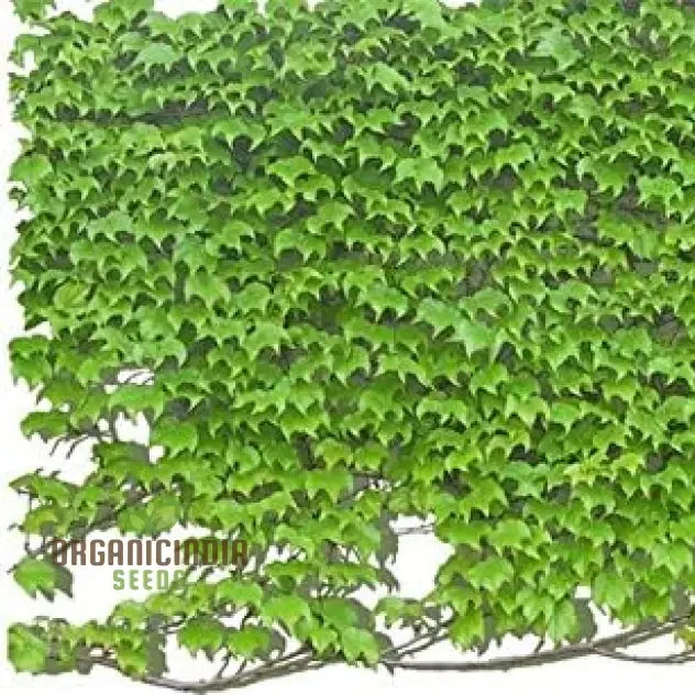 Green Boston Ivy Seeds – Fast-Growing Climbing Vine for Walls, Fences & Garden Coverage