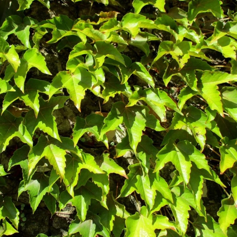 Green Boston Ivy Seeds – Fast-Growing Climbing Vine for Walls, Fences & Garden Coverage