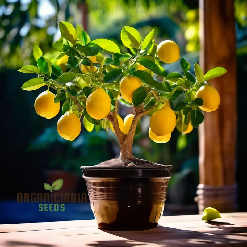 Ponderosa Lemon Tree Seeds for Planting, Cultivate Your Garden with Fresh Citrus Fruit Seeds