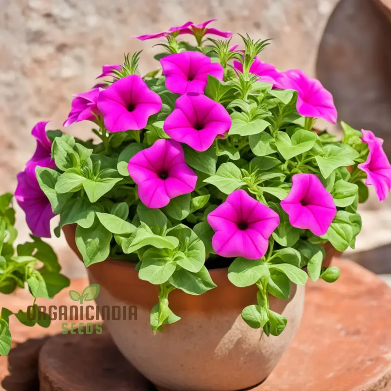 Petunia Flower Seeds, Colorful Garden Blooms, Annual Petunia Flower Seeds