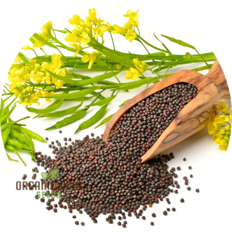 Heirloom Mustard Seeds For Planting, Grow Flavorful & Nutritious Mustard Greens in Your Garden