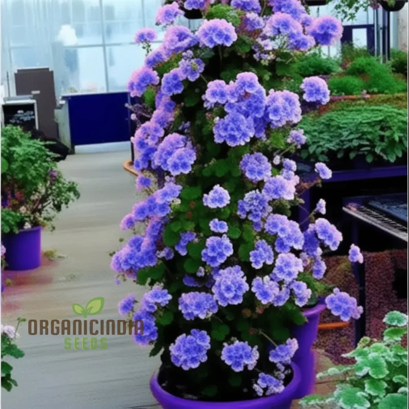 Mixed Climbing Geranium Flower Seeds, Colorful Garden Blooms for Planting