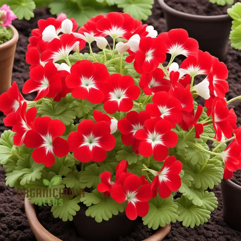 Red White Geranium Flower Seeds, Classic Garden Blooms, Easy-to-Grow