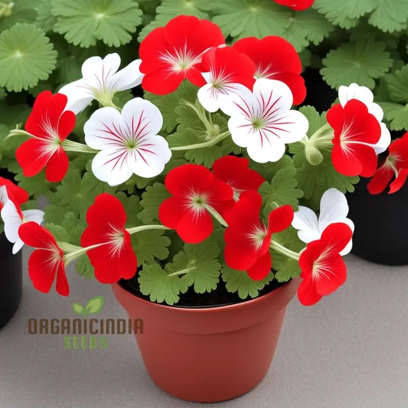 Red White Geranium Flower Seeds, Classic Garden Blooms, Easy-to-Grow