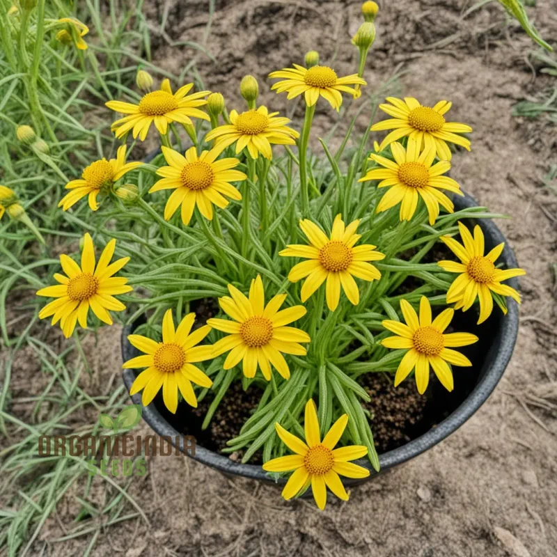 Yellow Meadow Arnica Flower Seeds, Bright Garden Blooms, Easy-to-Grow Wildflower