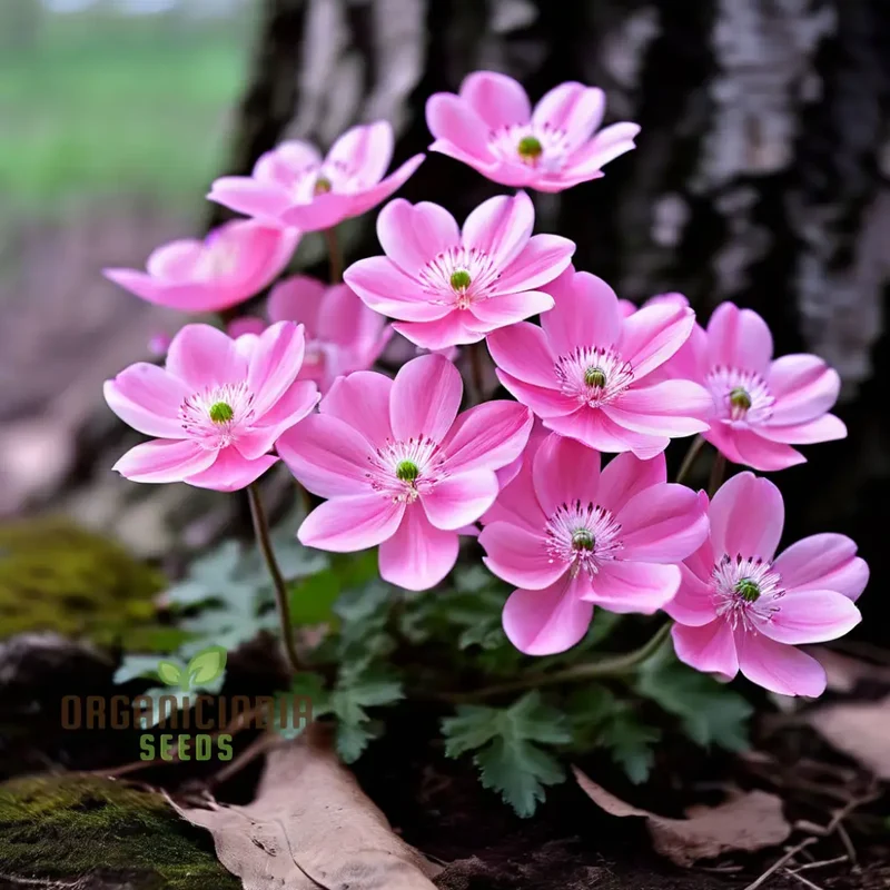 Pink Blanda Star Flower Seeds, Stunning Blooms for Your Garden, Easy-to-Growing Flower Seeds