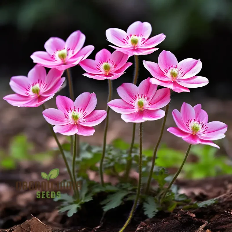 Pink Blanda Star Flower Seeds, Stunning Blooms for Your Garden, Easy-to-Growing Flower Seeds