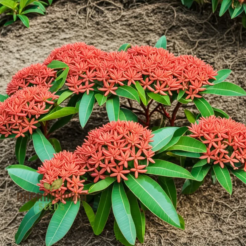 Ixora Flower Seeds – Tropical Bloom Variety for Vibrant Garden Planting