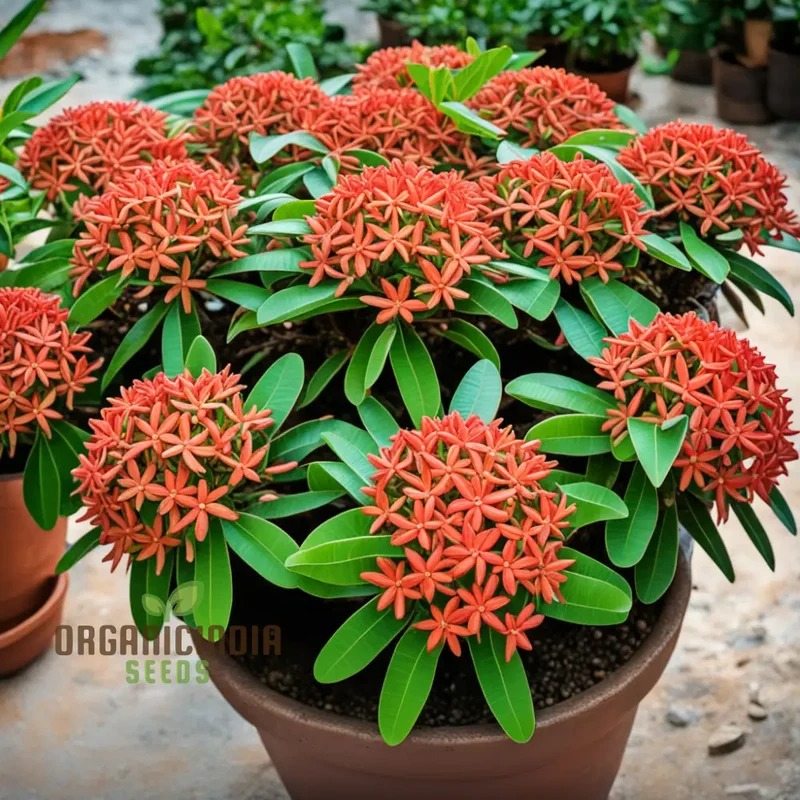 Ixora Flower Seeds – Tropical Bloom Variety for Vibrant Garden Planting