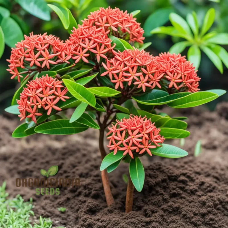 Ixora Flower Seeds – Tropical Bloom Variety for Vibrant Garden Planting