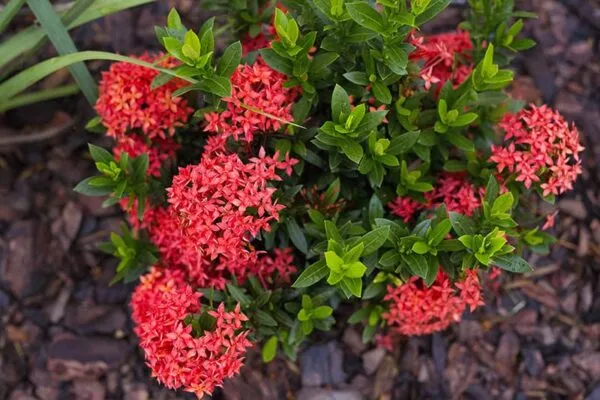 Ixora Flower Seeds – Tropical Bloom Variety for Vibrant Garden Planting