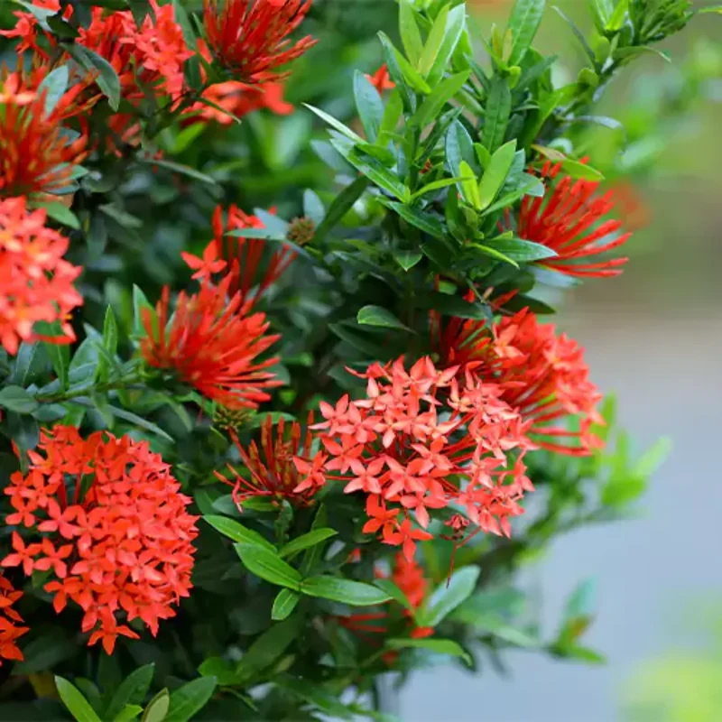 Ixora Flower Seeds – Tropical Bloom Variety for Vibrant Garden Planting