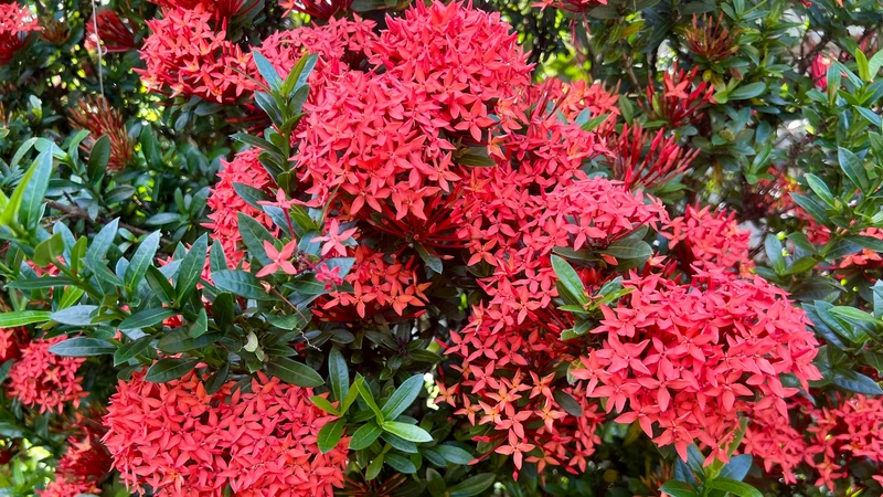 Ixora Flower Seeds – Tropical Bloom Variety for Vibrant Garden Planting