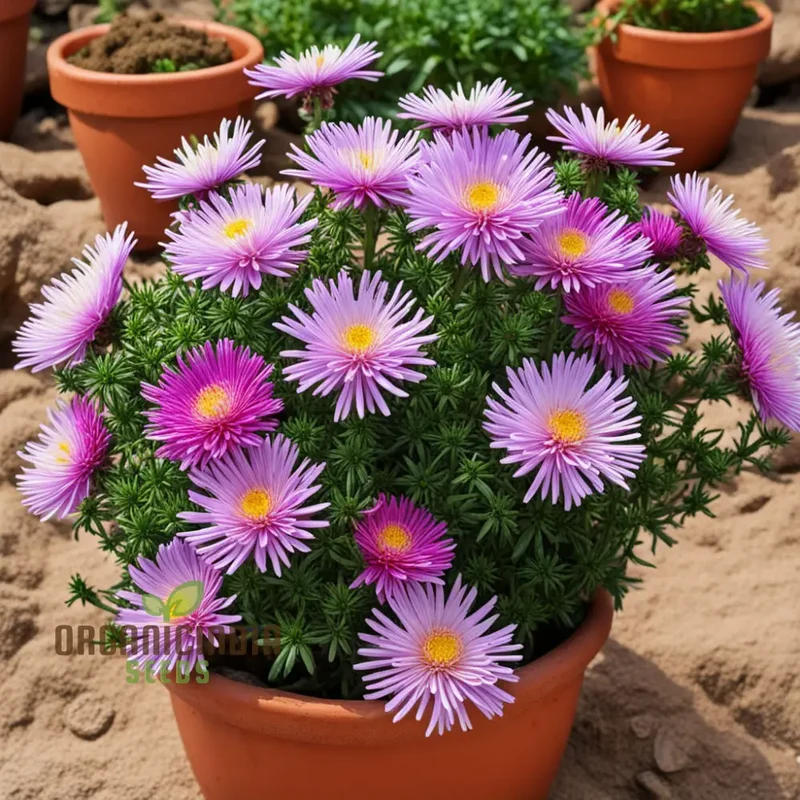 Mixed 4 Chinese Aster Flower Seeds, Colorful Garden Blooms, Easy-to-Growing Aster Flower Seeds