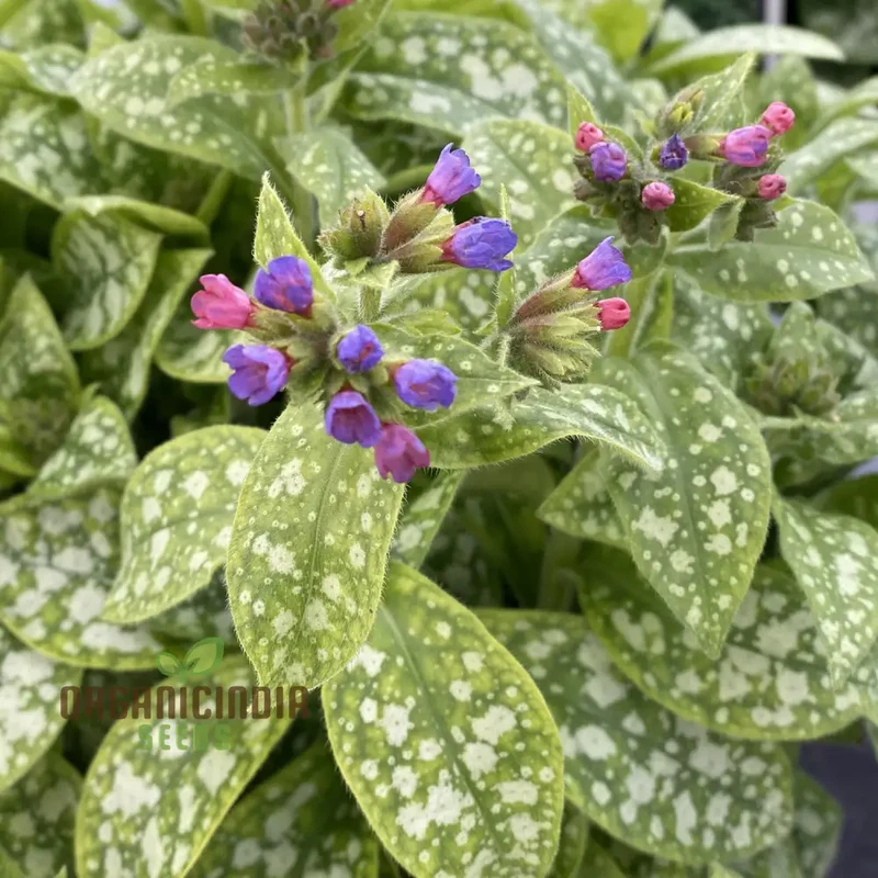 Blue Lungwort Seeds or Pulmonaria Officinalis Seeds for Planting