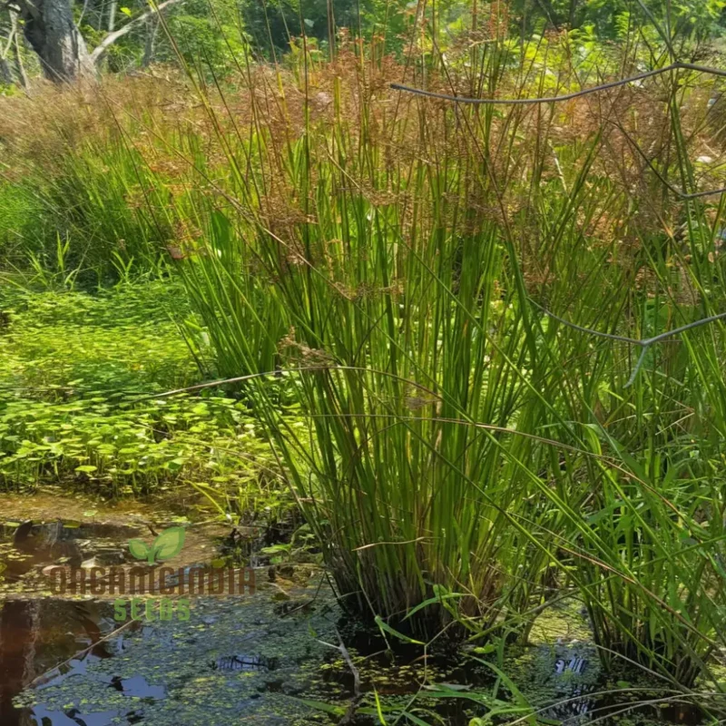 Juncus Effusus Plant Seeds, Cultivate Tranquility in Your Garden with These Perfect Planting Essentials for Gardening Enthusiasts