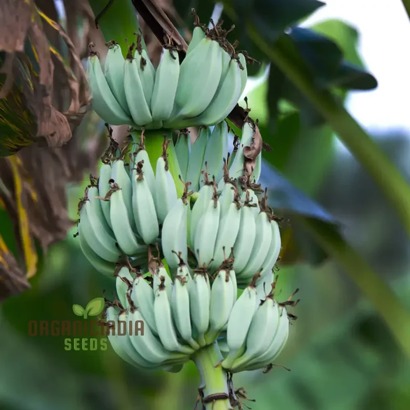 Blue Java Banana Seeds for Planting, Enhance Your Gardening with Exotic Banana Fruit Seeds