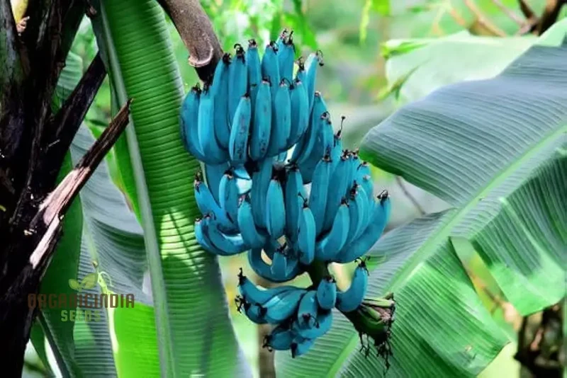 Blue Java Banana Seeds for Planting, Enhance Your Gardening with Exotic Banana Fruit Seeds