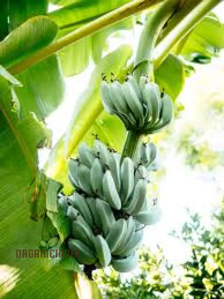 Blue Java Banana Seeds for Planting, Enhance Your Gardening with Exotic Banana Fruit Seeds