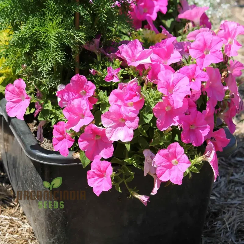 Petunia Double Madness Series Flower seeds for Planting, Lush Garden Blooms, Easy-to-Grow Annual Flowers