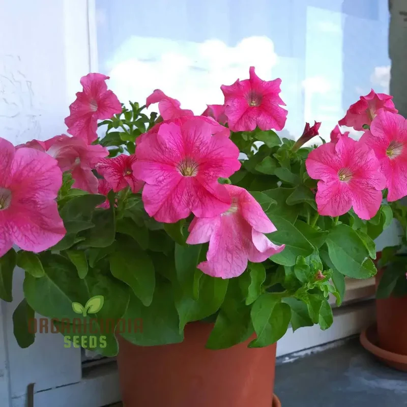 Petunia Double Madness Series Flower seeds for Planting, Lush Garden Blooms, Easy-to-Grow Annual Flowers