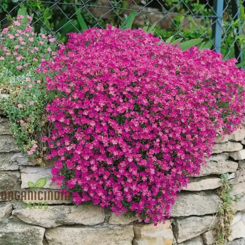 Aubrieta Rock Cascade Flower Seeds Dark Pink Dark Pink Aubrieta Rock Cascade for Planting