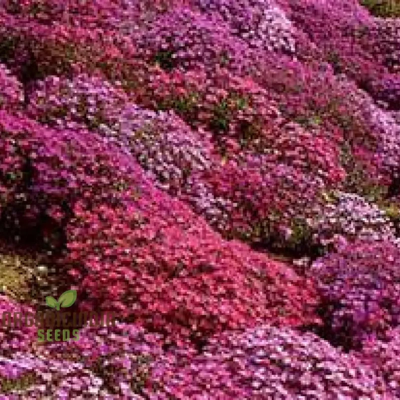 Aubrieta Rock Cascade Flower Seeds Dark Pink Dark Pink Aubrieta Rock Cascade for Planting
