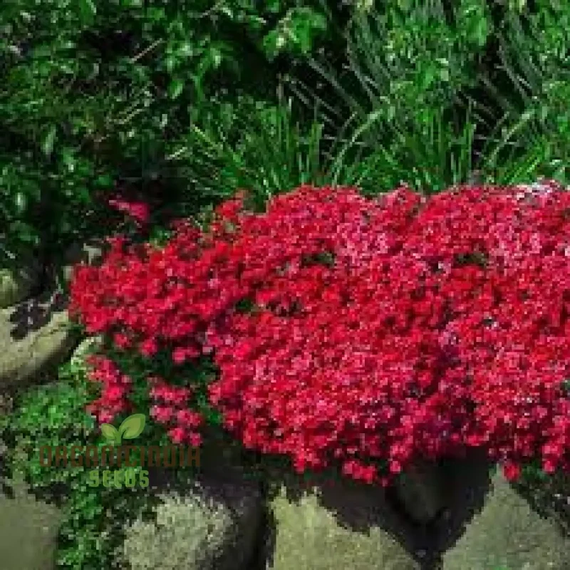 Aubrieta Rock Cascade Flower Seeds Dark Pink Dark Pink Aubrieta Rock Cascade for Planting