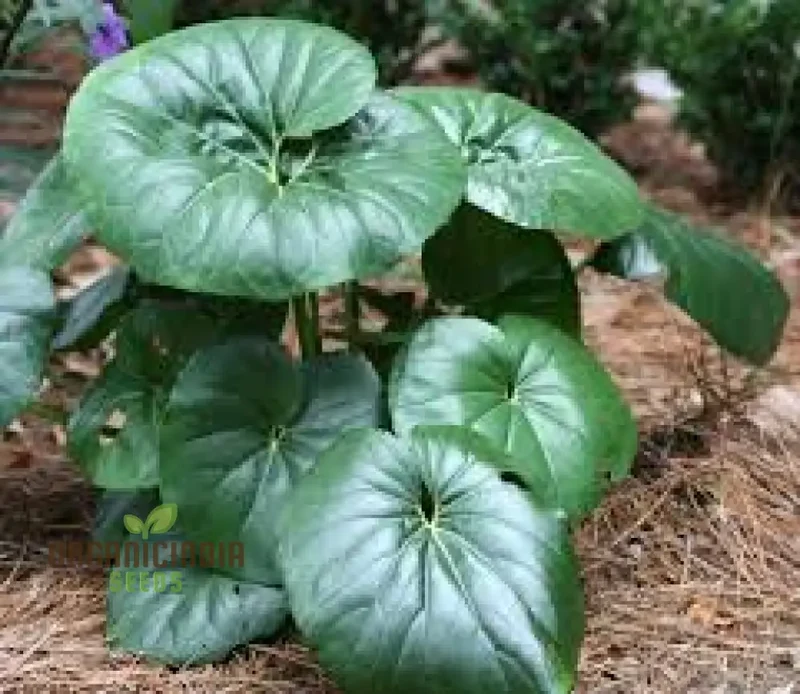 Farfugium japonicum Seeds for Garden, Farfugium japonicum Plant Seeds Bulk, High-Quality Farfugium japonicum Seeds, Fresh Farfugium japonicum Seeds (100pcs)